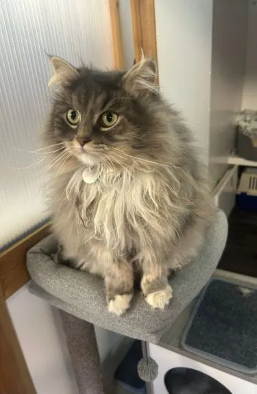 The Willows Cattery - Staines