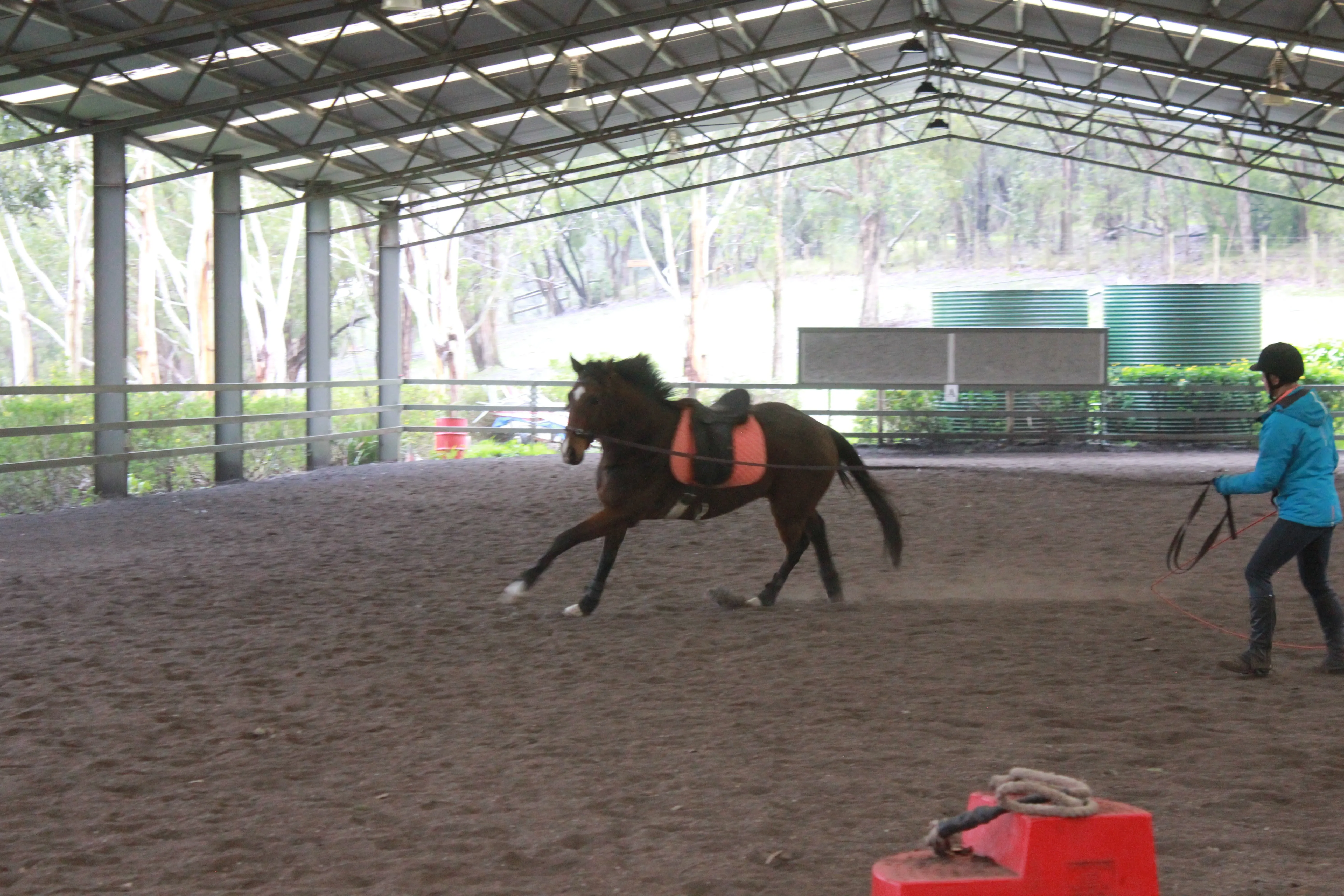 Joe being lunged to work on his fitness and to also allow him to gain familiarity with a saddle on his back