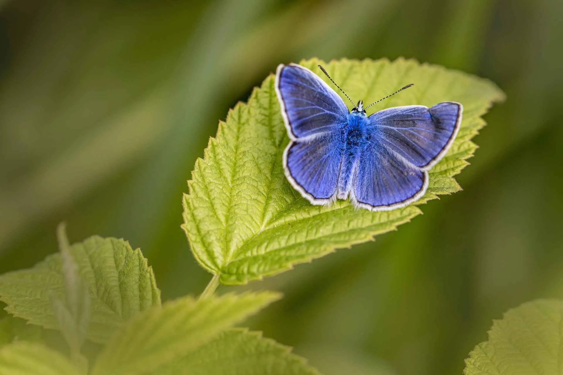 Periwinkle butterfly on leaf