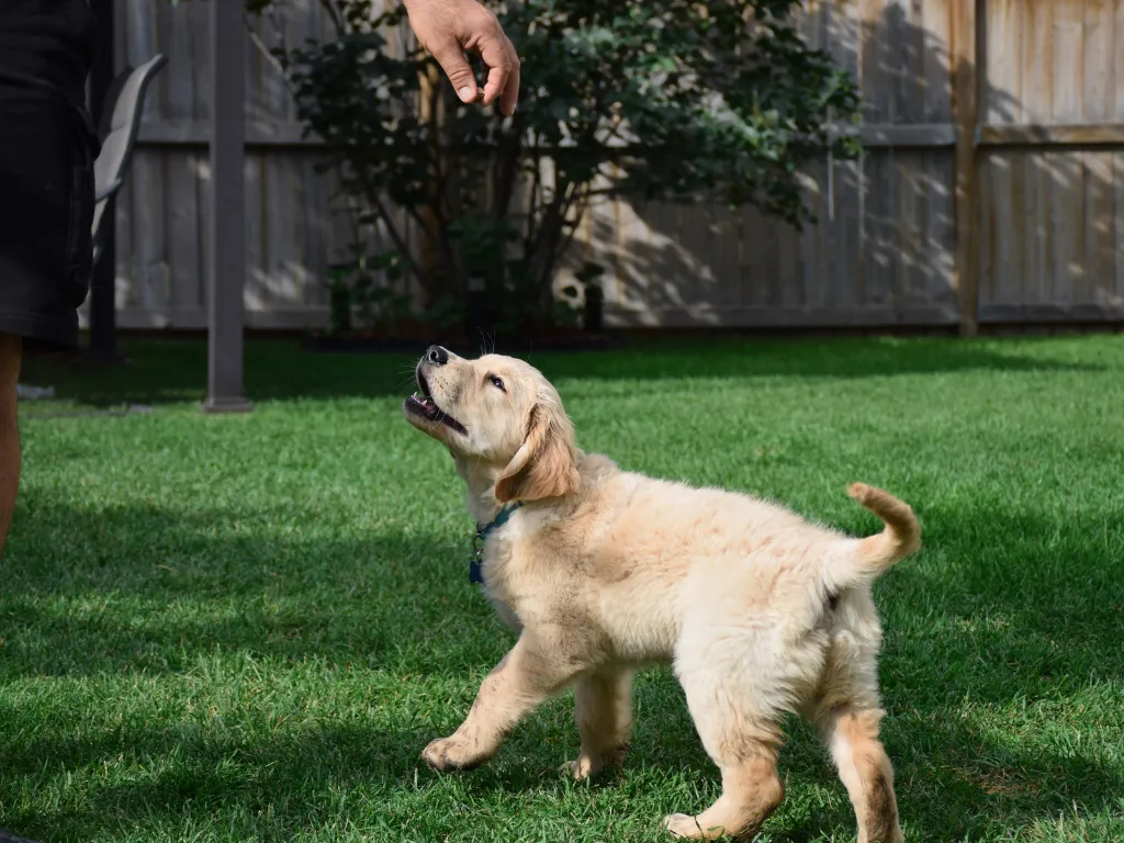 dog training tips sit outside with disctracions Kansas City Newman's Dog Training