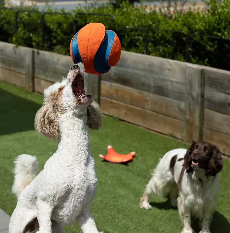 Gatsby catch a kick and fetch at Strictly Paws pet sitting in Gungahlin