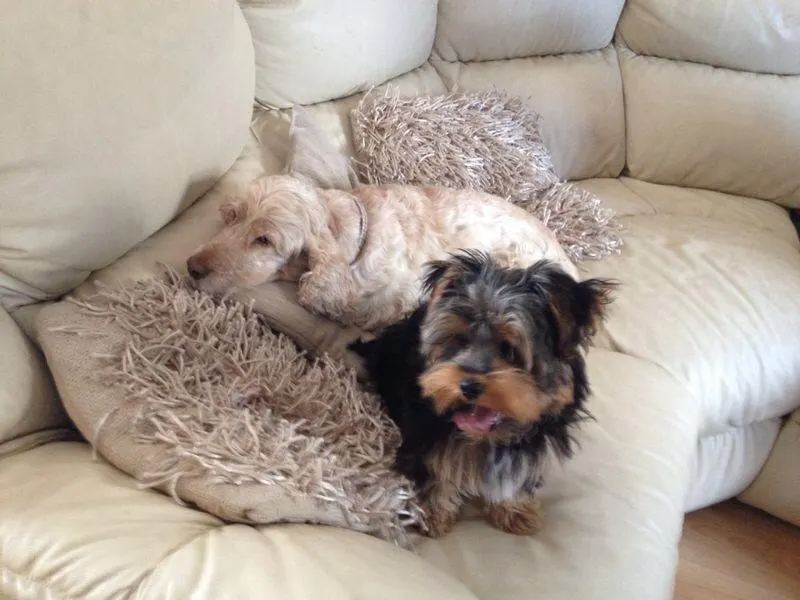 Home Boarding for your dog by the good dog walker