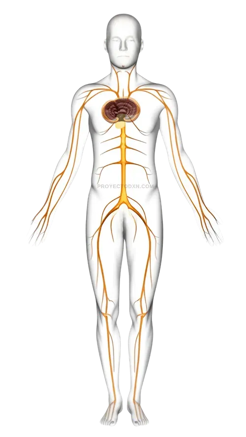 Infografía que explica cómo el Ganoderma apoya las funciones naturales del cuerpo, como el sistema inmune.