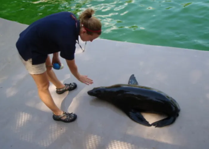 Jena working hands-on with a sea lion during zookeeper training, demonstrating her foundation in advanced animal behavior and positive reinforcement techniques used in dog training today.