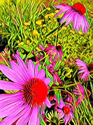 pink coneflowers