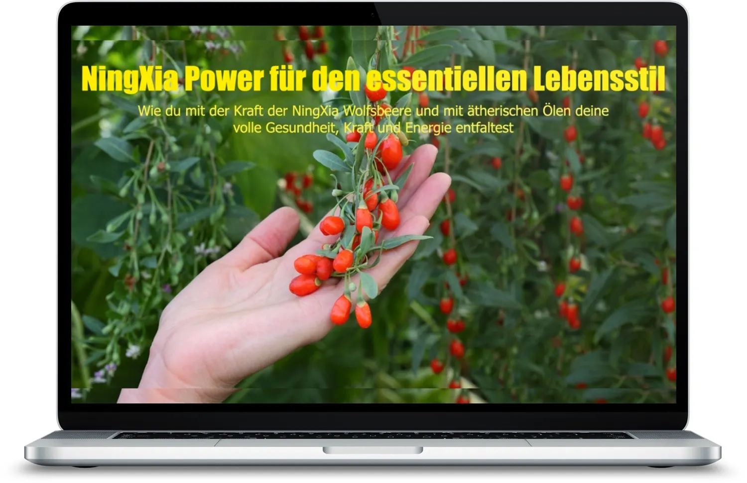 NingXia Power für deinen gesunden Körper