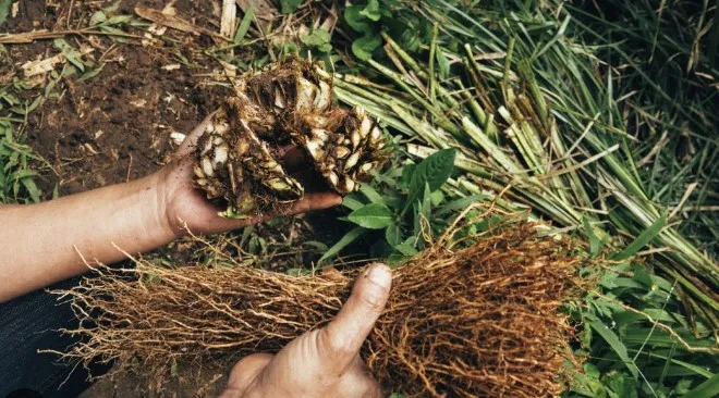 Vetiver grass