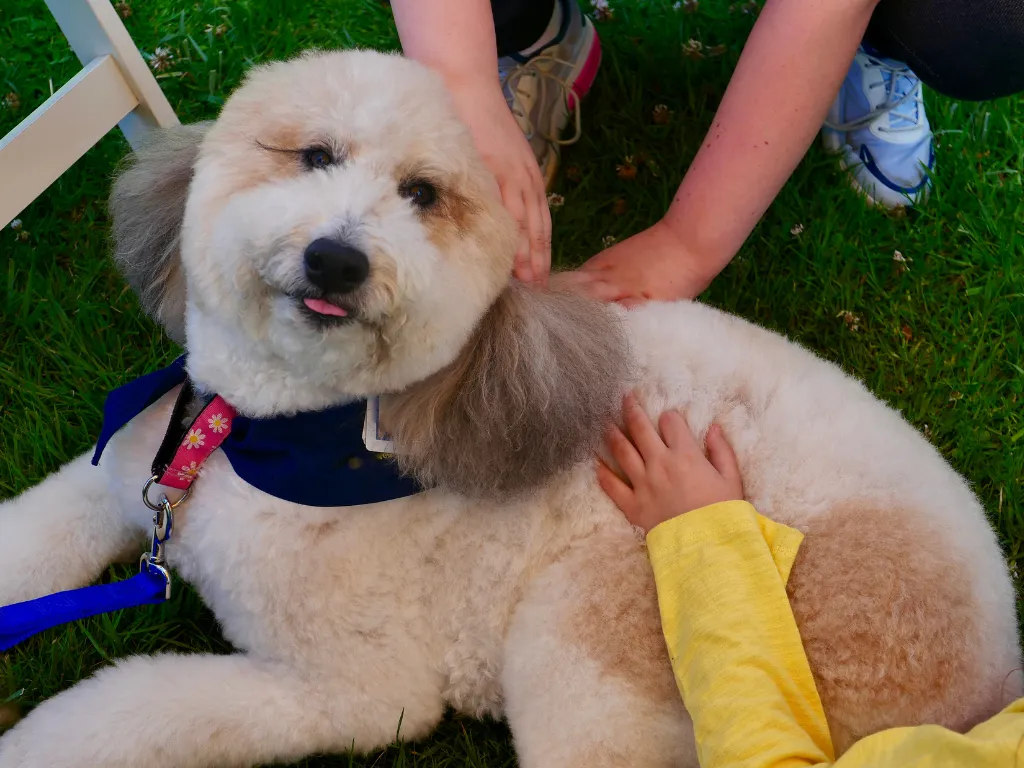 Therapy puppy training kansas city missouri newmans dog training overland park kansas