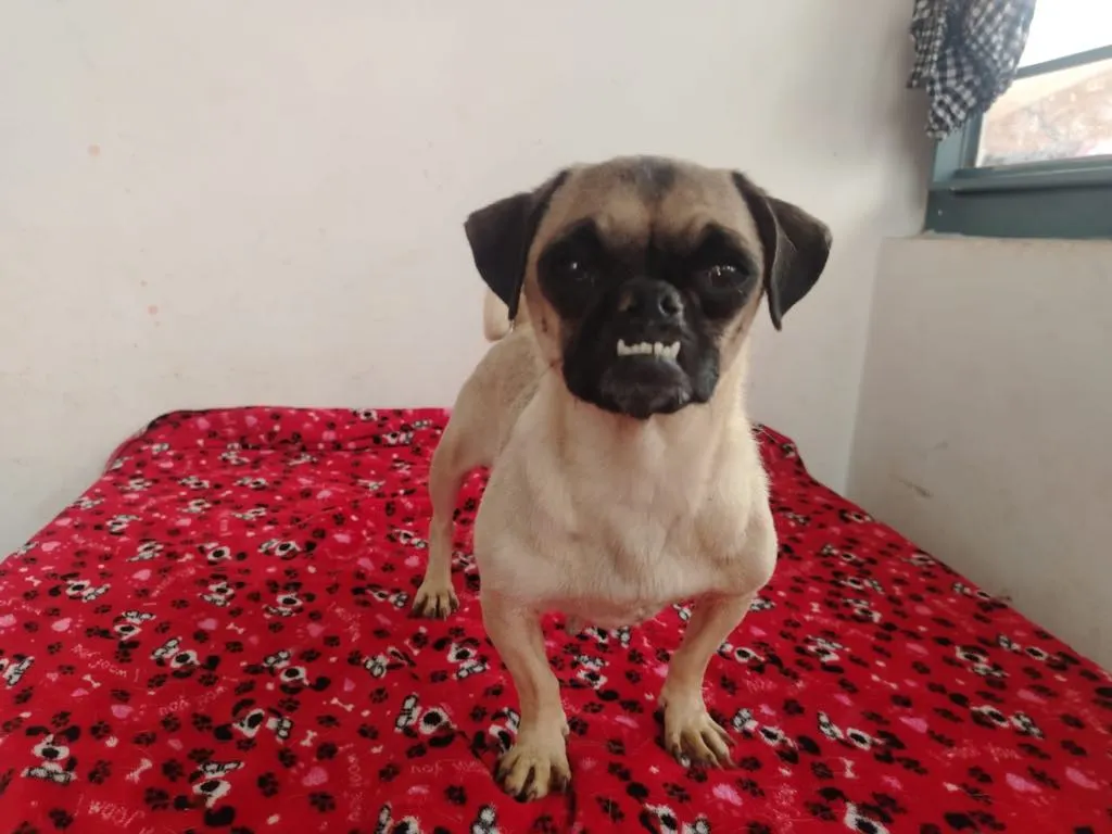 Maty: White and tan terrier mix with sad eyes on red blanket. Quiet and loving; ideal for calm households.