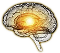 claricoil-home-brain-image