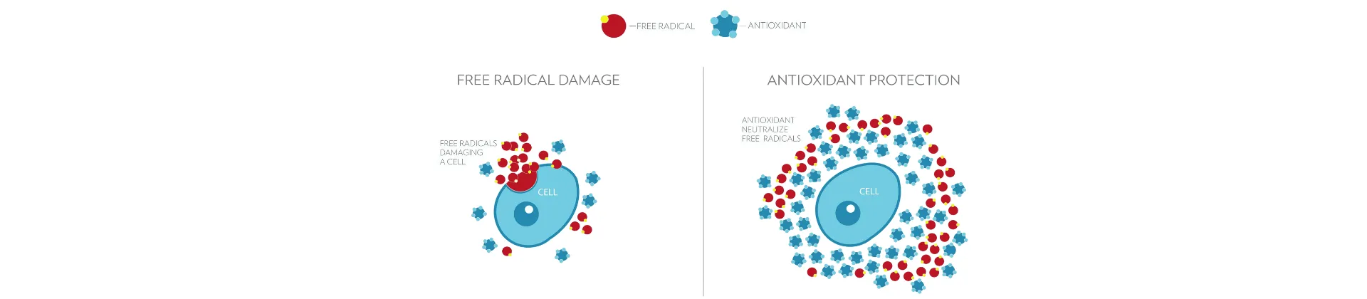 free radical damage antioxidant protection