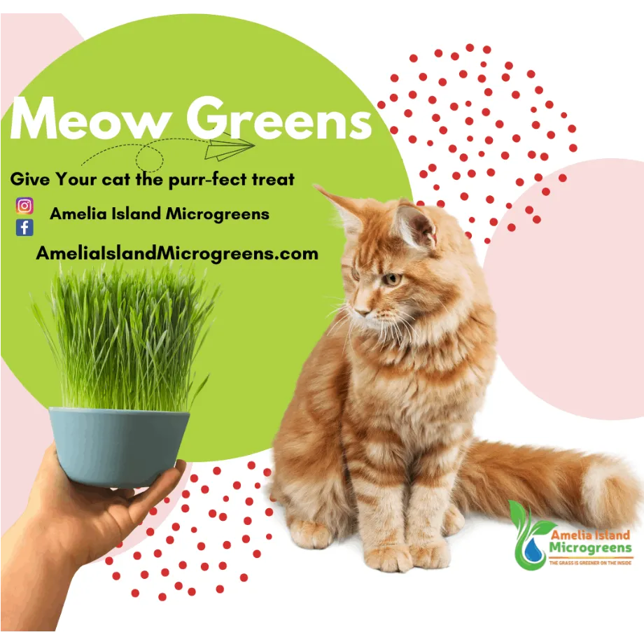Meow Greens Microgreens Kit