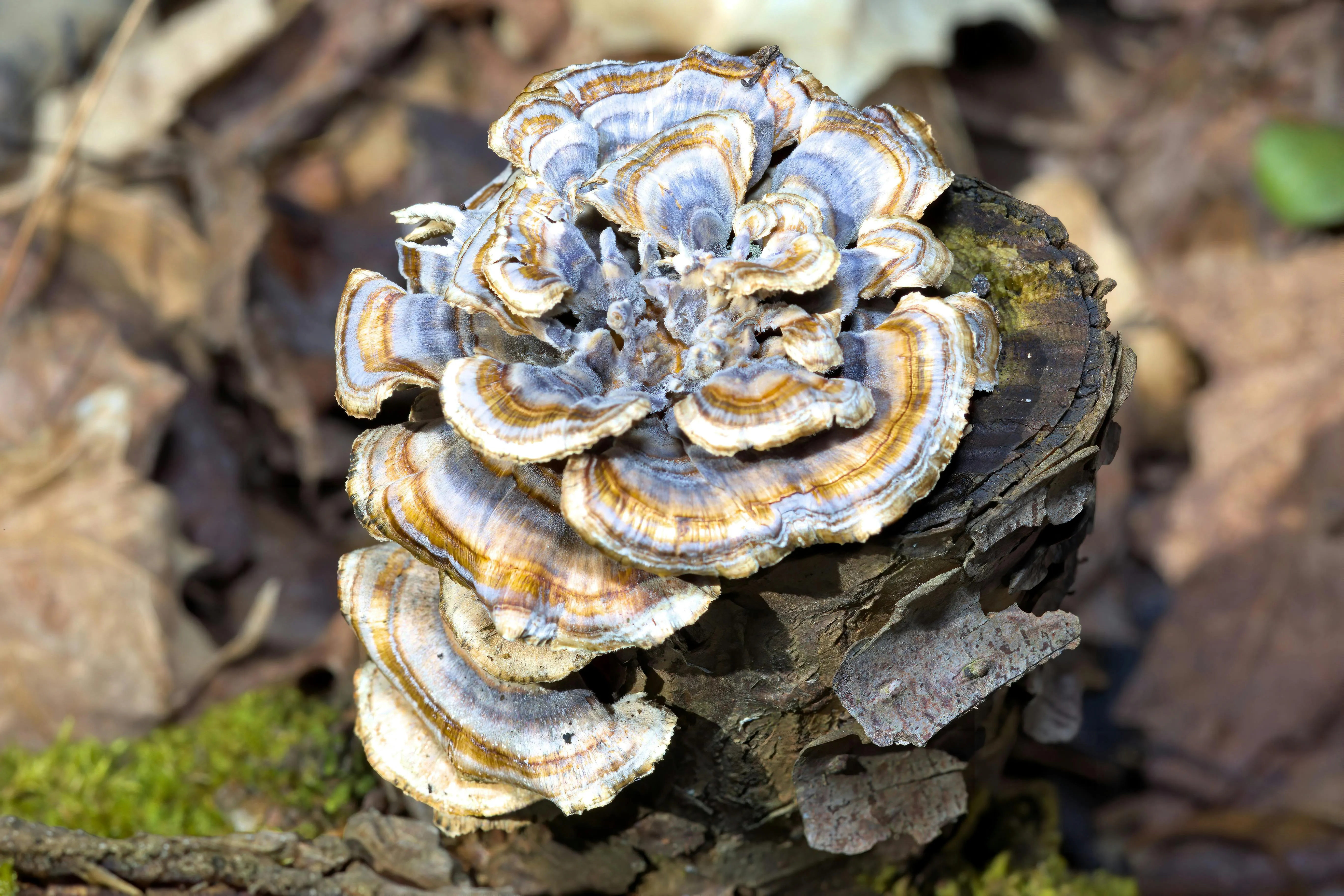 close up of Trametes versicolor turkey tail mushrooms on a tree