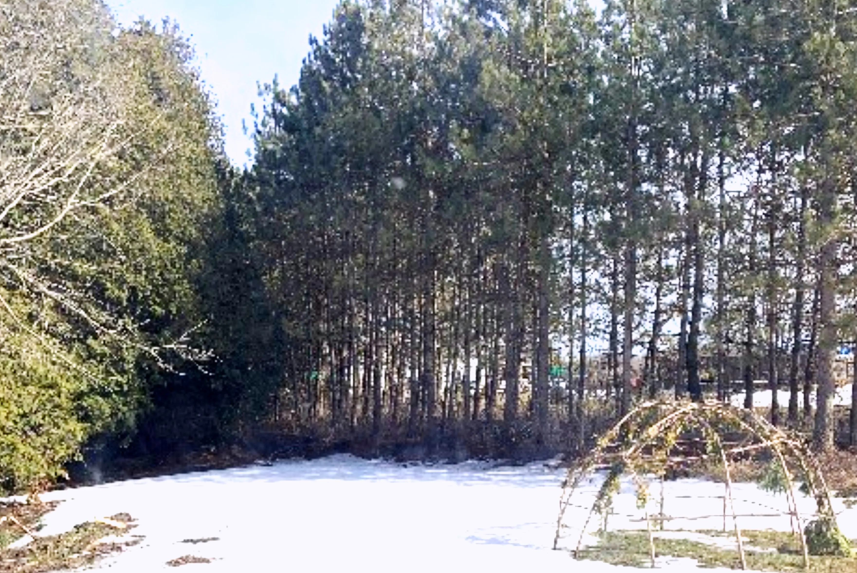 Cedar Forest and Sweat Lodge Frame