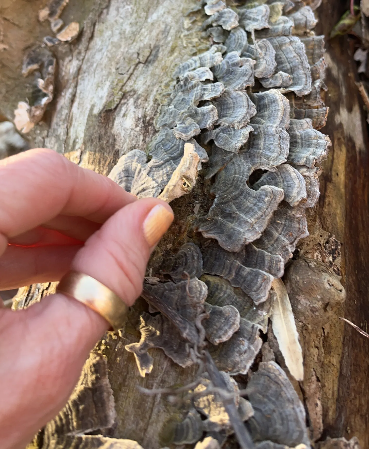 carefully harvesting turkey tail mushrooms in the wild
