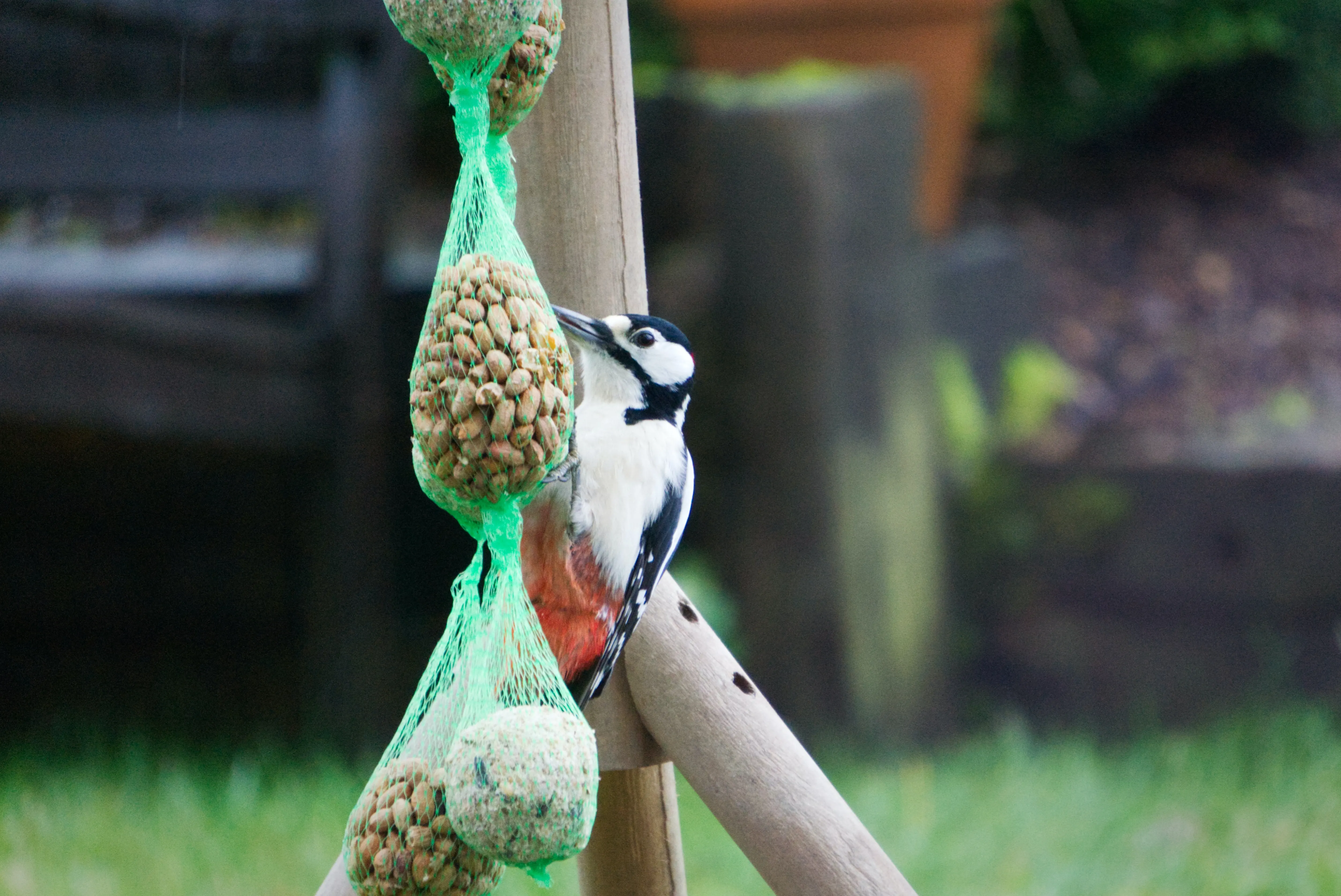 Woodpecker eating peanuts from a feeder