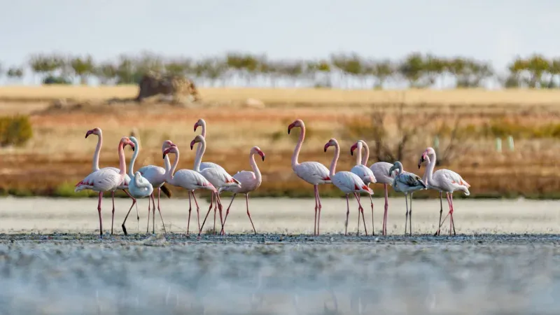 coto de doñana huleva