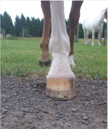 Healthy horse hoof