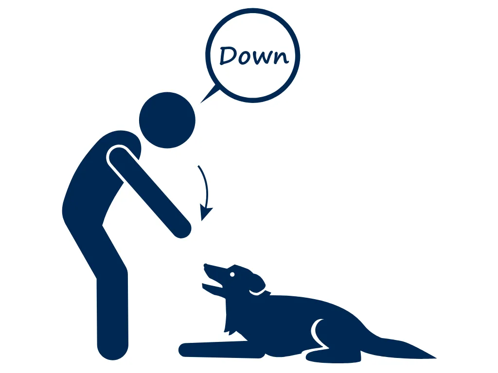 lie down online training course newmans dog training potty training