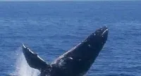 Whale Breach, Hervey Bay, Qld.