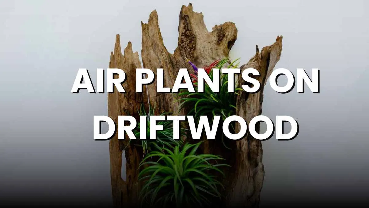 air plant on driftwood