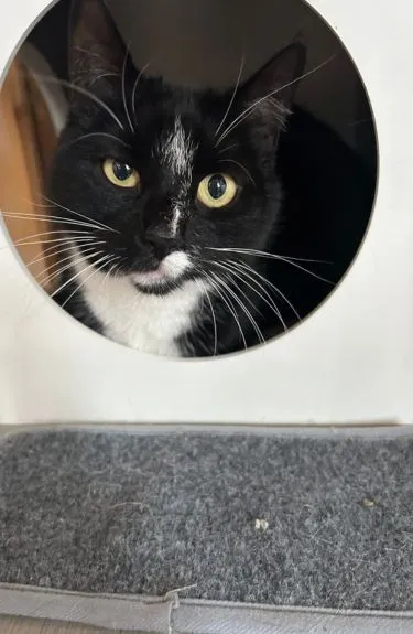 The Willows Cattery - Staines
