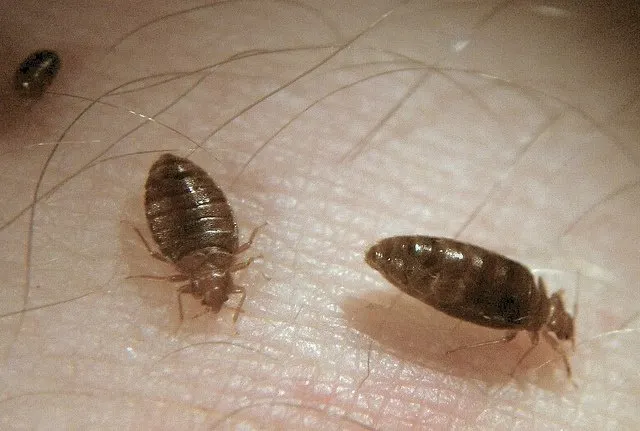 Edmond Beg Bug Treatment