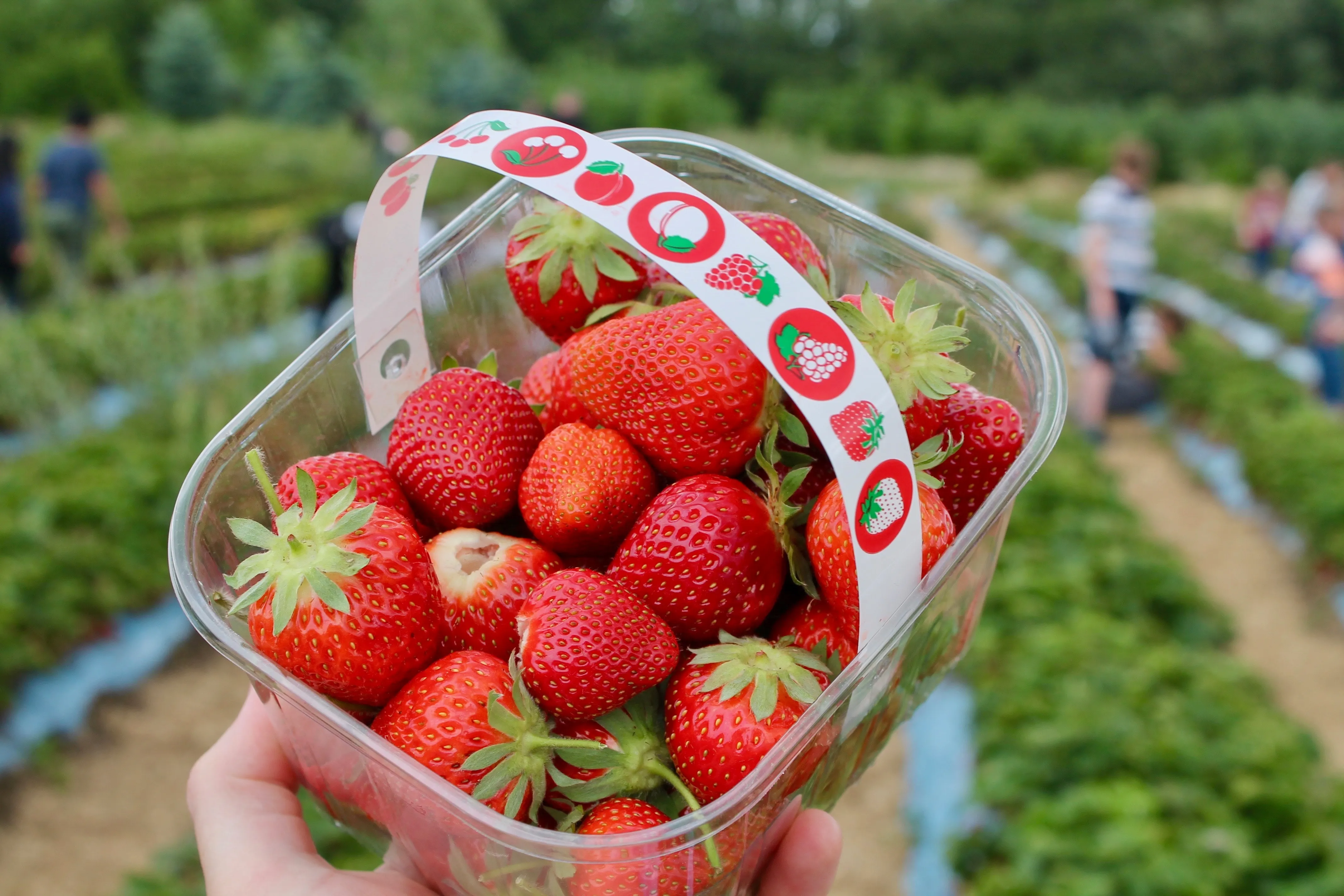 How long does it take to freezedry strawberries?