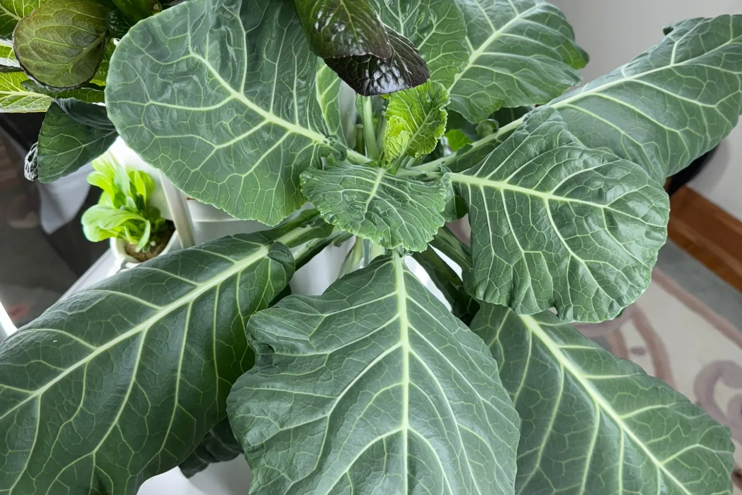 Large collard greens growing on a Tower Garden hydroponic system.