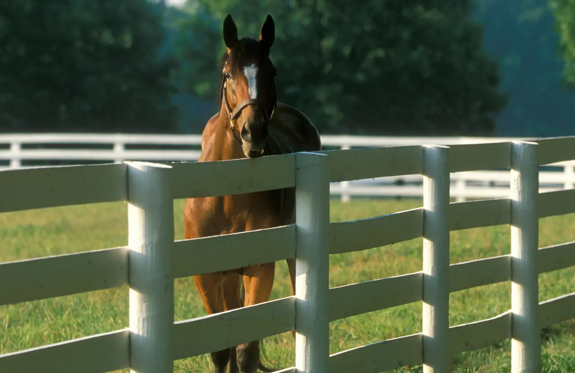 Where should horses be kept?