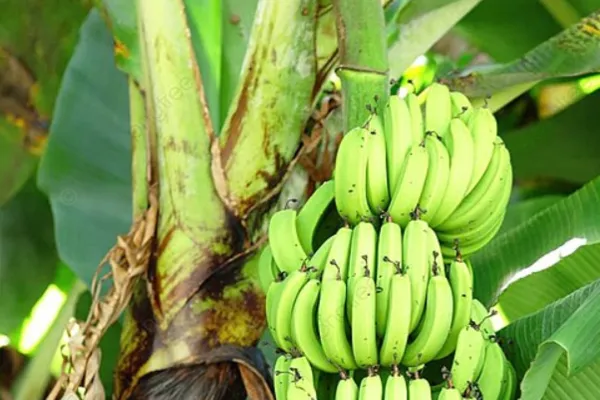 Banana Agri lands for sale 