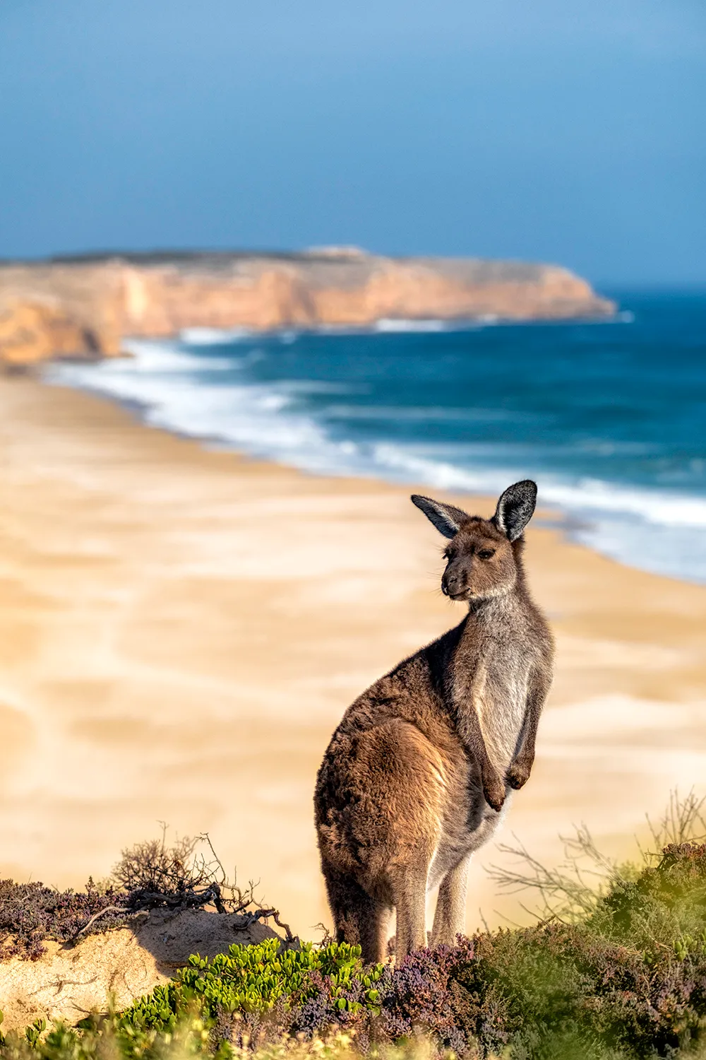 Kangaroo Innes National Park South Australia