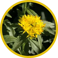 Rhodiola Rosea