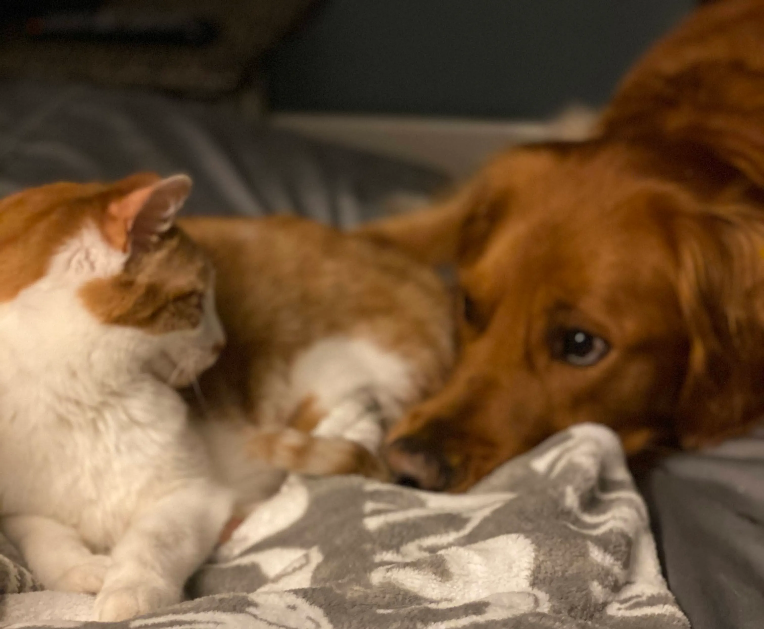 A dog and cat calmly sitting together in a living room after a successful introduction, representing Newman's Dog Training pet harmony guide.