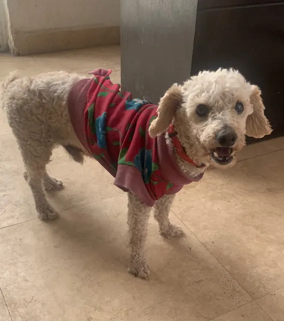 Benito Senior Dog (in sweater): White terrier mix wearing a red sweater, standing indoors. Quiet and gentle senior, perfect for relaxed home.