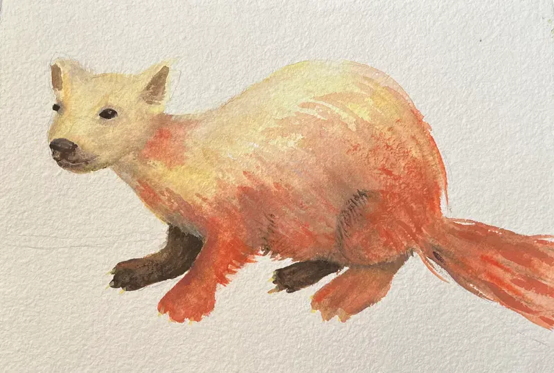 bianca-rathgeb-stein-marder-illustration