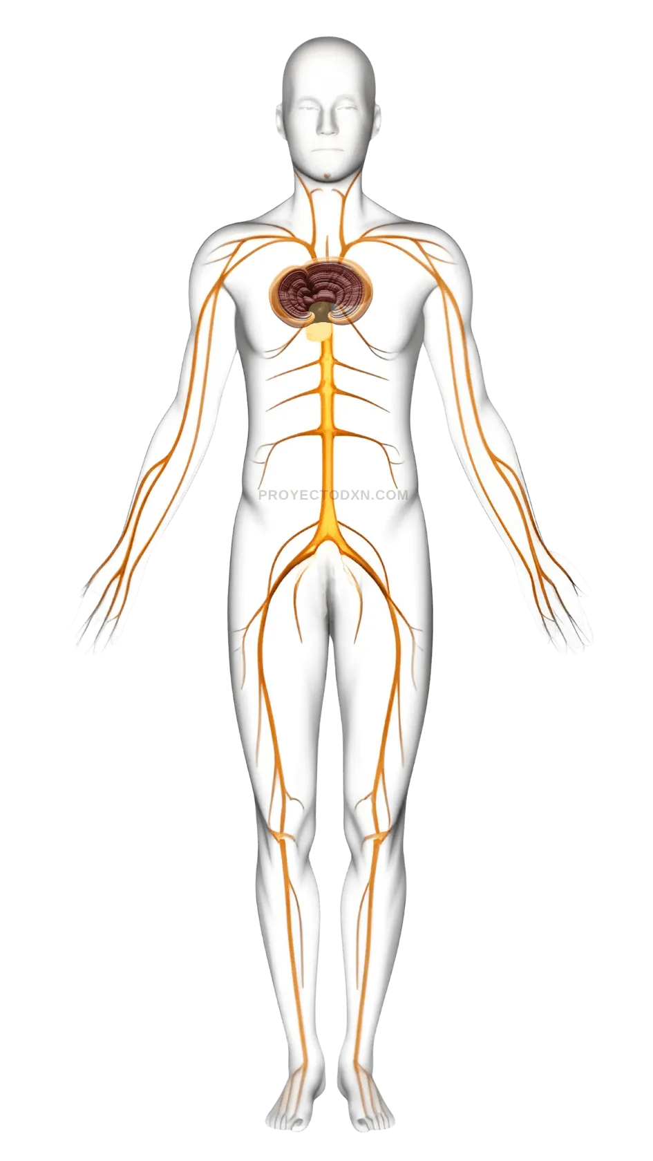 Infografía que explica cómo el Ganoderma apoya las funciones naturales del cuerpo, como el sistema inmune.