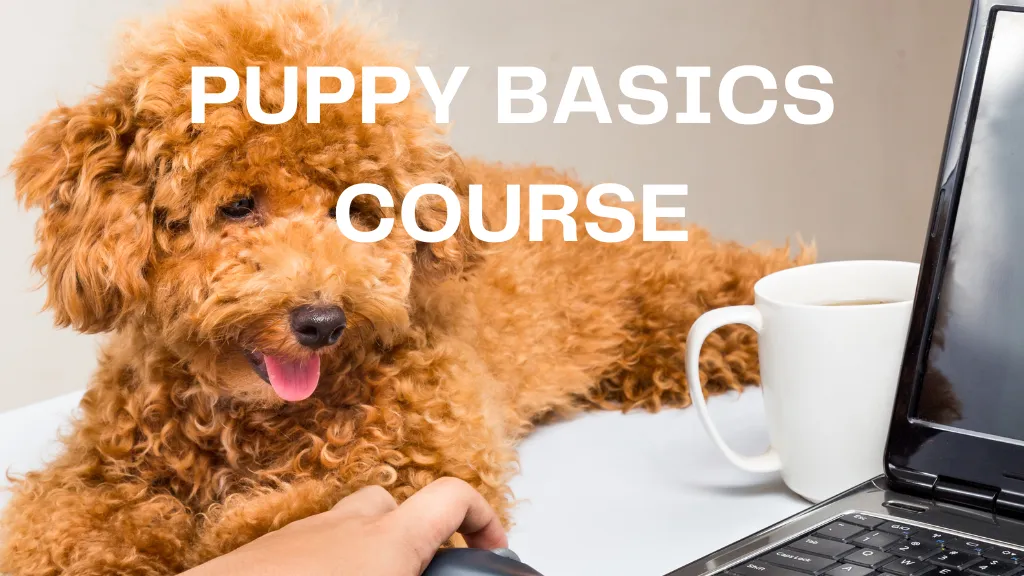 Puppy's basic's course newmans dog training online