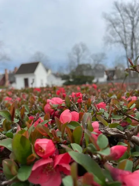 spring flowers blooming in colonial Williamsburg are motivational