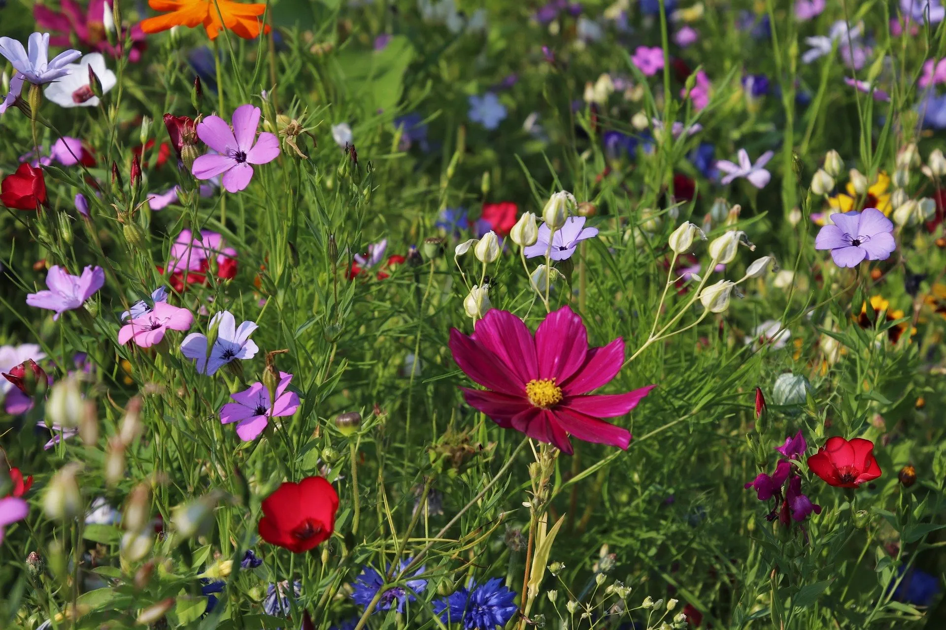 Field of wildflowers