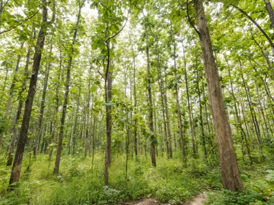 Incredible Panama - Teak Forest - Reforestation Visa