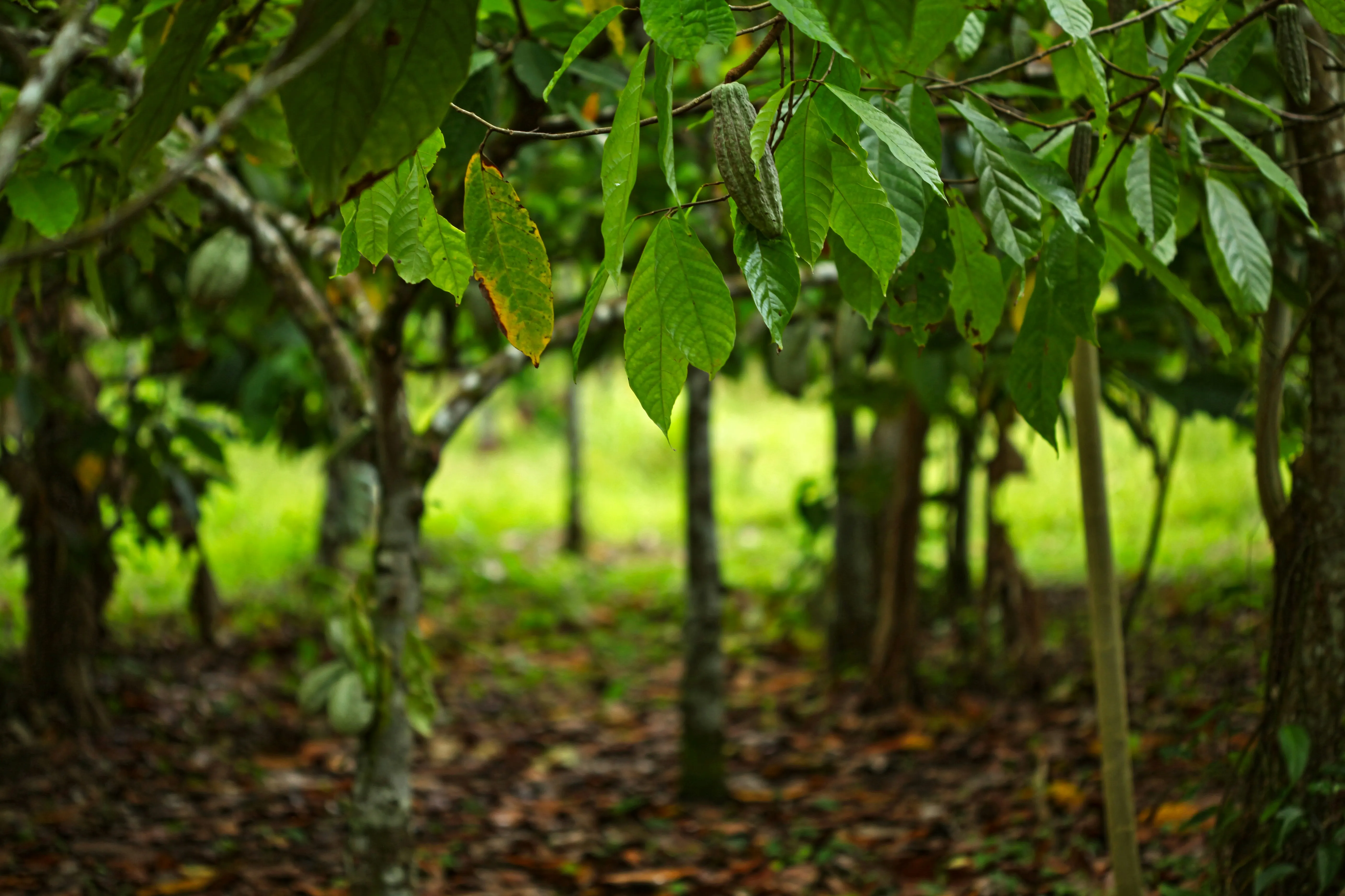 cacoa agroforestry