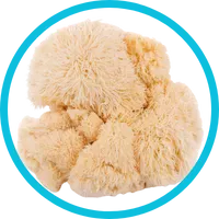 lions mane