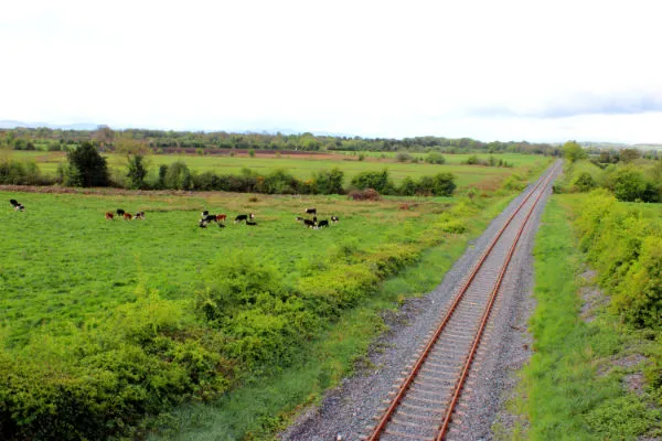Railway cattle