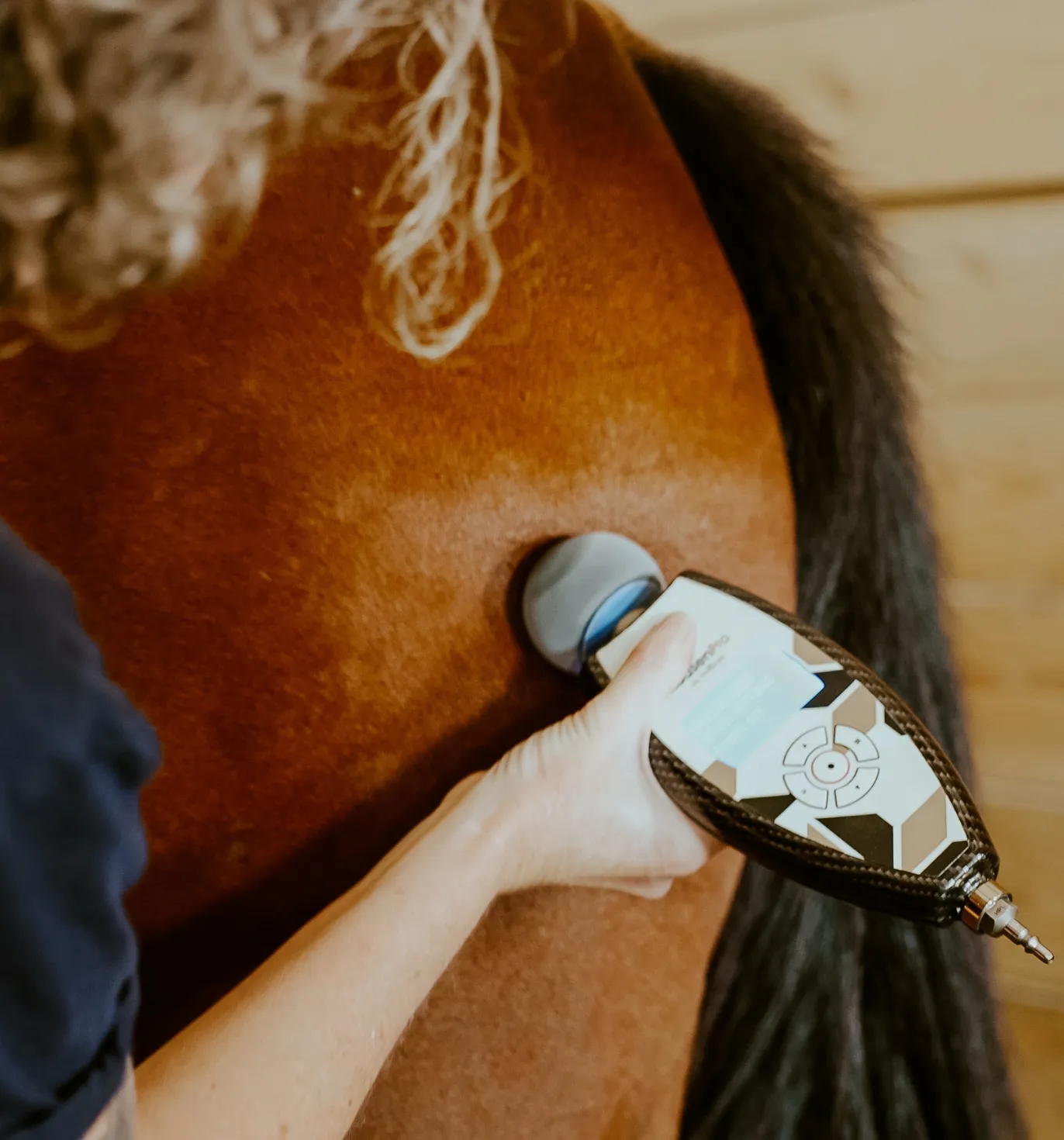 Equine Rehab with Cryotherapy