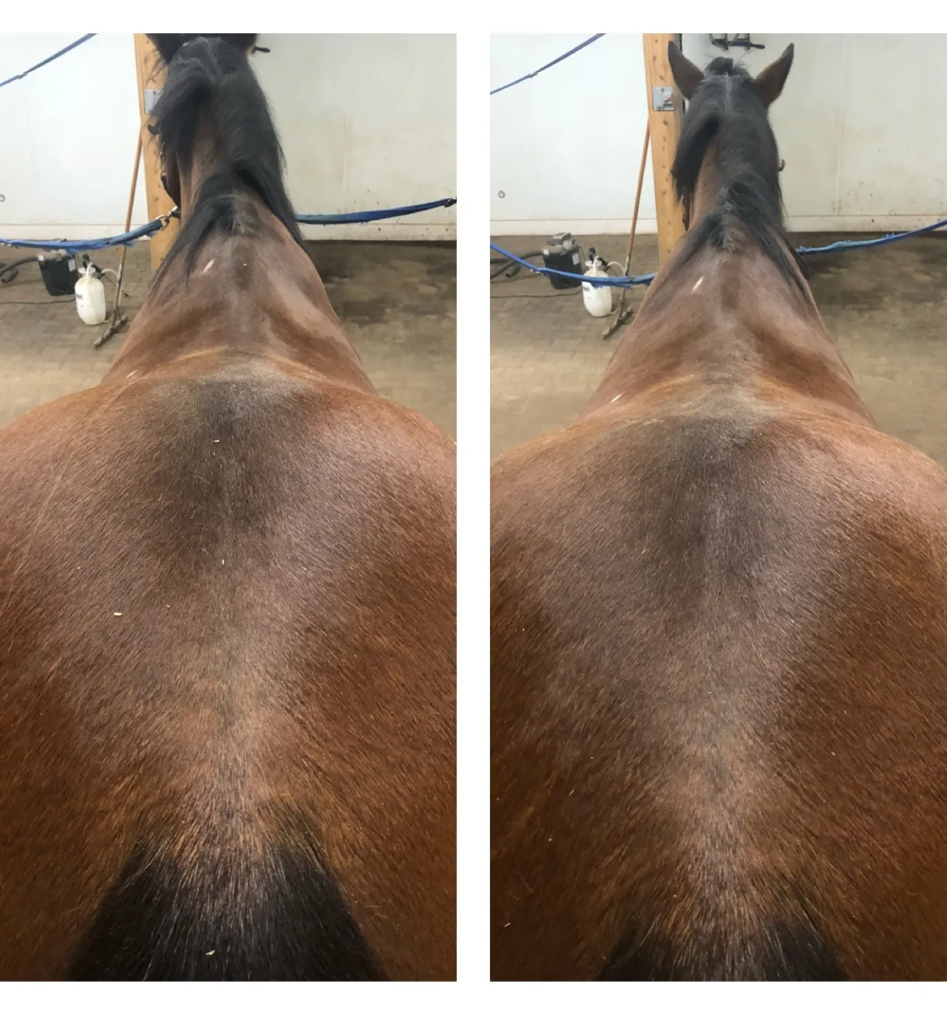 Equine Bodywork Before and After