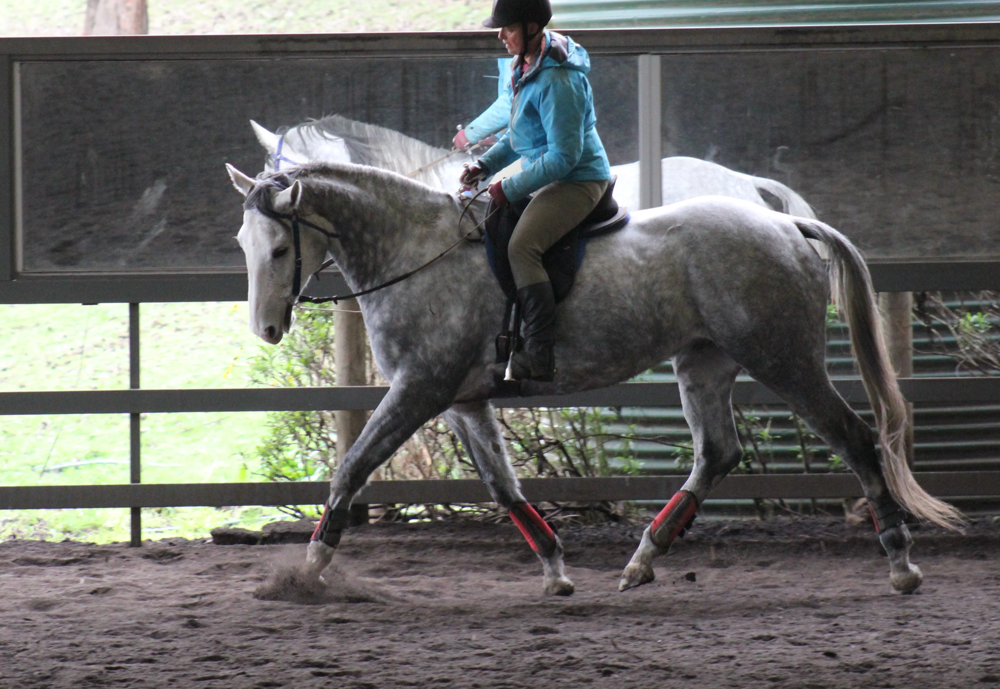 Bob being ridden with him moving bio-mechanically correct 