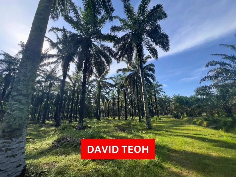 agriculture land for sale at sungai jawi sungai bakap seberang perai selatan penang