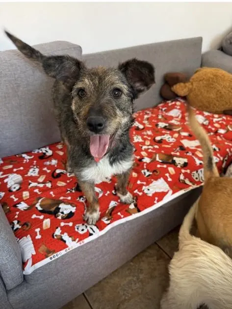 Becky: Gray mixed breed lying calmly on a red paw-print blanket. Very social and good with other dogs.