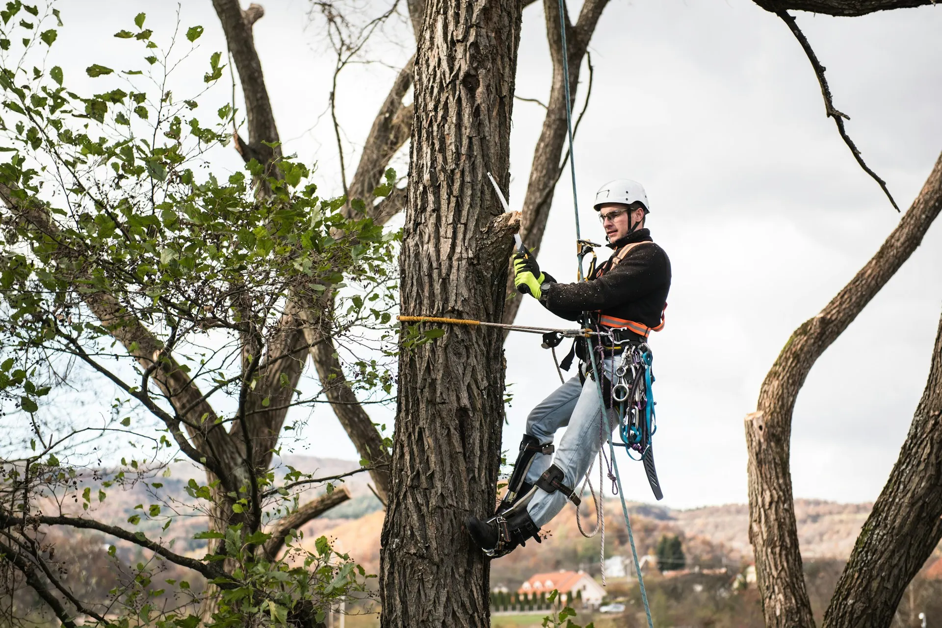 arborist